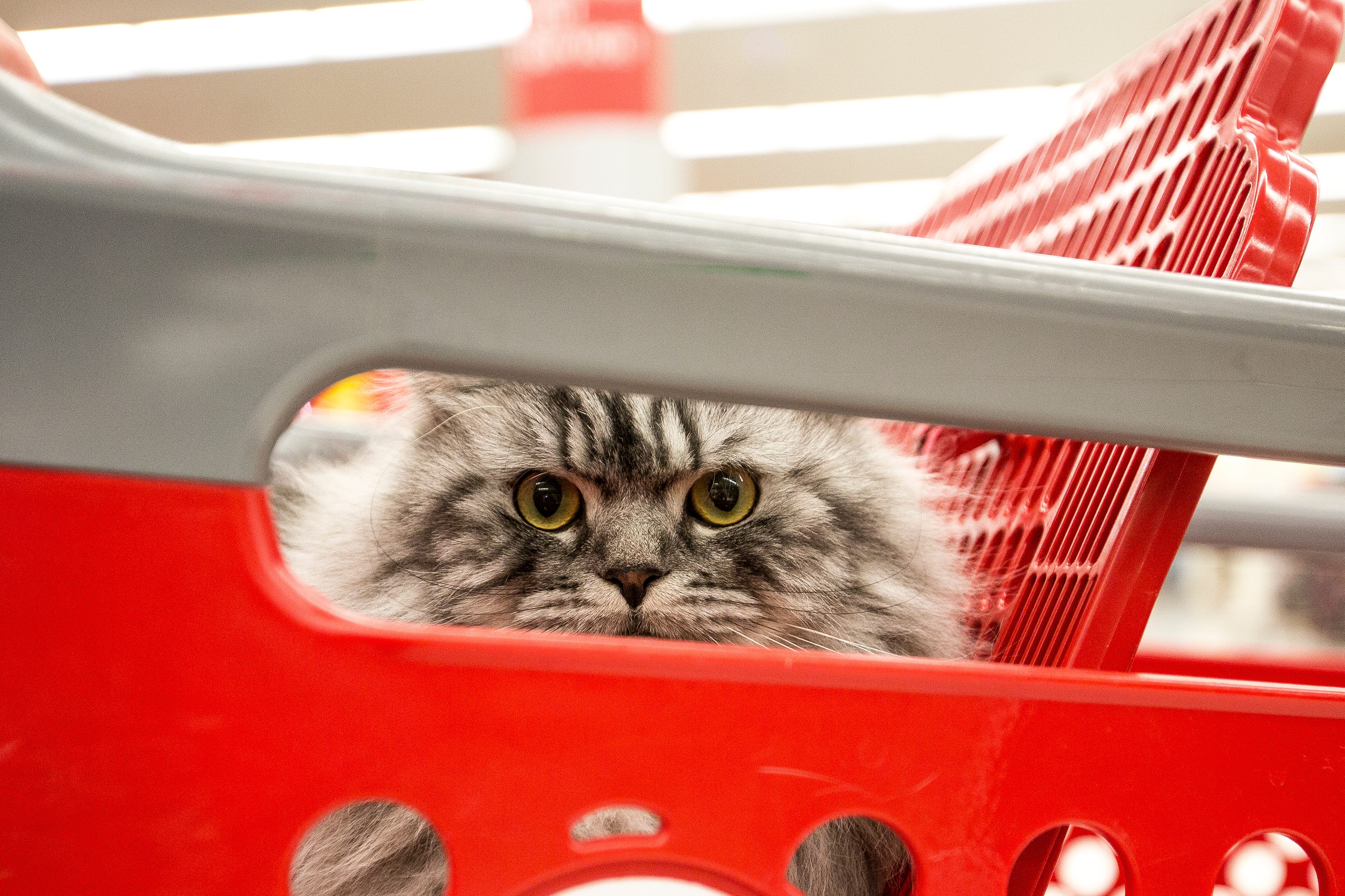 target cat
